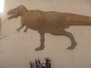 dinosaur museum at thanksgiving point