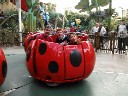 ladybug ride